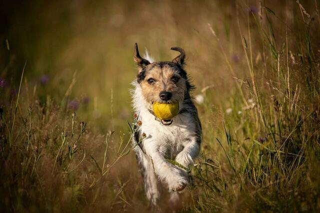 Immer am Ball: Sind auch dein Hund und sein Spielzeug unzertrennlich? | Foto: Nadine Wittmann