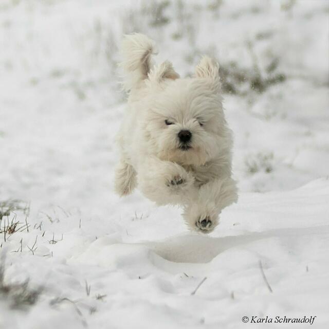 Rasant flitzt der Hund von Karla Schraudolf durch den Schnee. | Foto: Karla Schraudolf