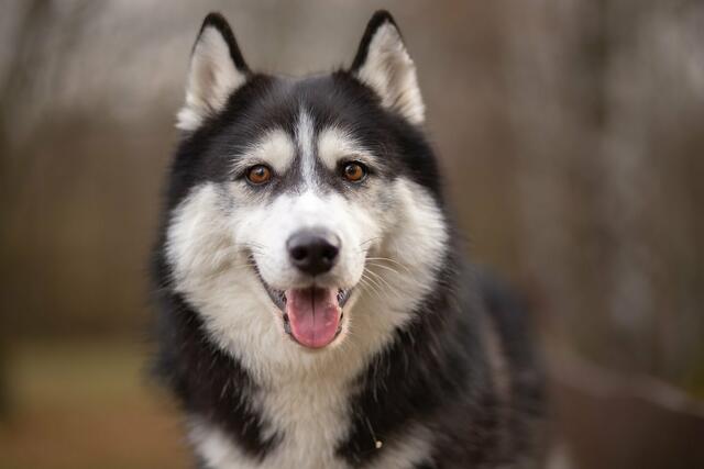 Ganz freundlich schaut dieser Hund drein. Hast auch du solch sehenswerte Hundefotos? | Foto: David Geppert