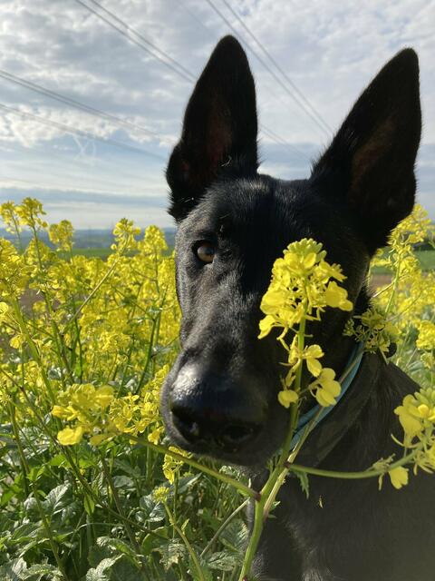 Von Rapsblüten umgeben: Der Hund von Angelika Spiegler. | Foto: Angelika Spiegler