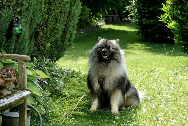 Ein Wolfsspitz im Garten freut sich über das Leckerli, das er von Elektra Domesle bekommen hat. | Foto: Elektra Domesle