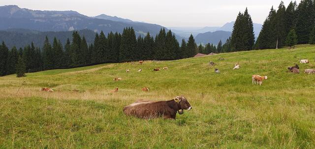 Tag 1: Blick ins Allgäu | Foto: privat Sibylle Tröber