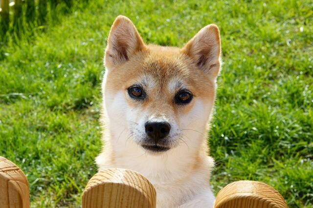 Der aufmerksame Shiba schaut neugierig aus dem Nachbargarten hinüber. | Foto: Wolfgang Kynast
