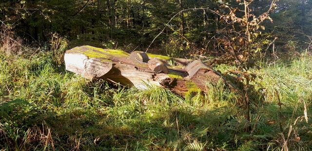 Die Ruhebänke am Büchelberg sind auch dem Verfall preis gegeben | Foto: WandernGabyErich