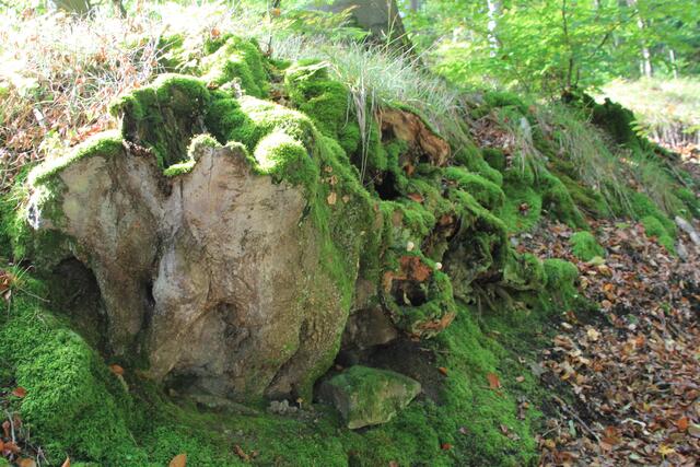 wow | Foto: Ralf Röser