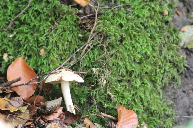 schee | Foto: Ralf Röser