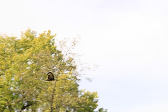 grad noch ein bissle erwischt | Foto: Ralf Röser