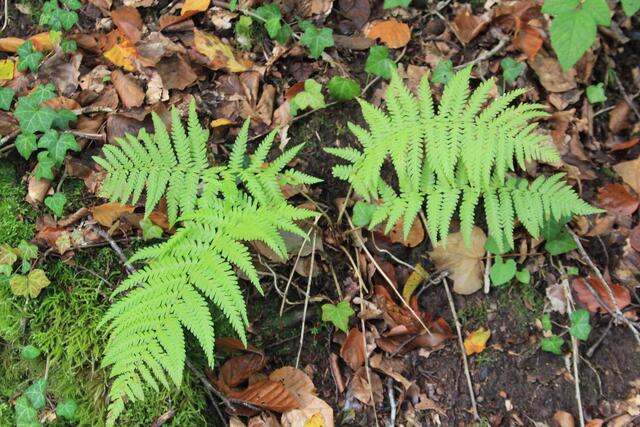 Farn😍 | Foto: Ralf Röser