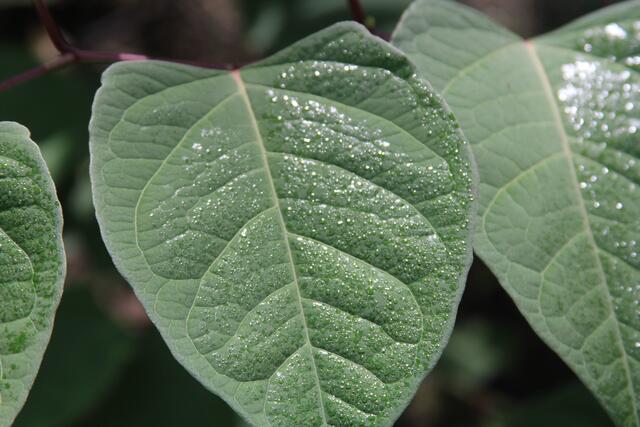 schee | Foto: Ralf Röser