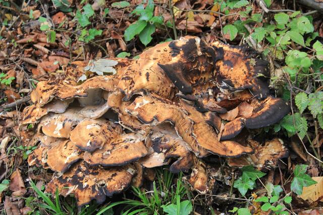 wasn das für ein Bollen | Foto: Ralf Röser