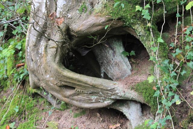 wow | Foto: Ralf Röser