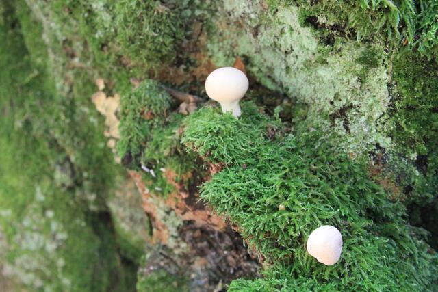 schee | Foto: Ralf Röser