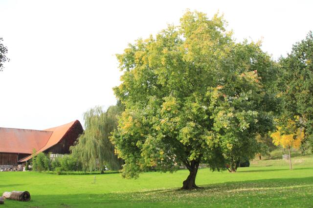 schee | Foto: Ralf Röser