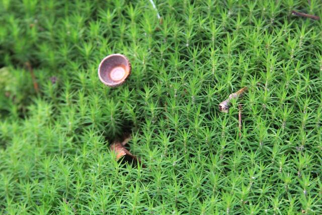 Moos😍 | Foto: Ralf Röser