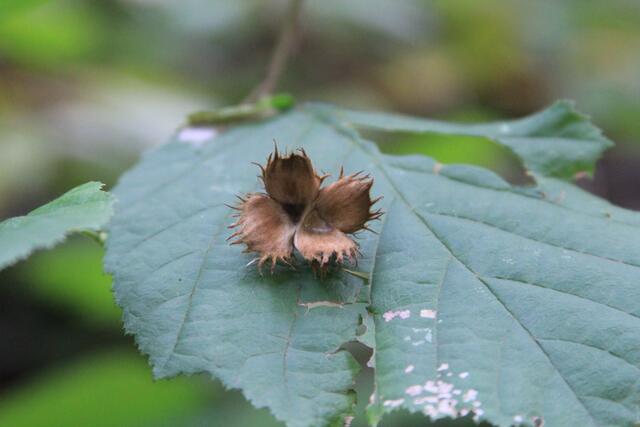 schee | Foto: Ralf Röser