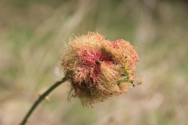 wow | Foto: Ralf Röser