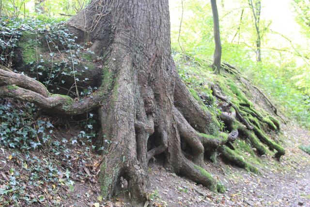 wow | Foto: Ralf Röser