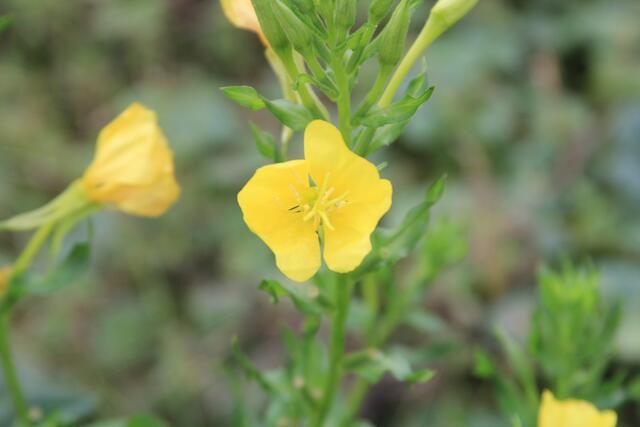 schee | Foto: Ralf Röser