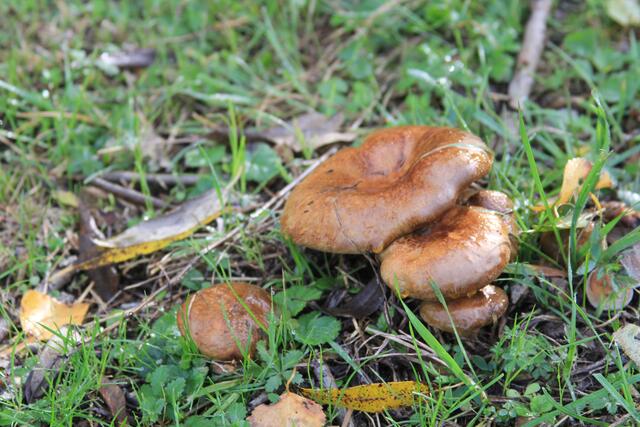 sehr viele Pilze unterwegs gesehen | Foto: Ralf Röser
