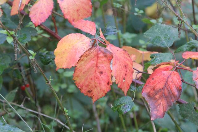tolle Farbe | Foto: Ralf Röser