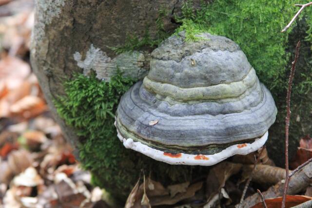 schee | Foto: Ralf Röser