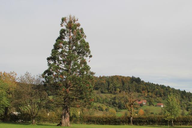 Mammutbaum | Foto: Ralf Röser