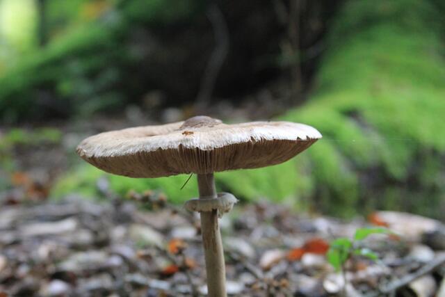 so viele überall | Foto: Ralf Röser