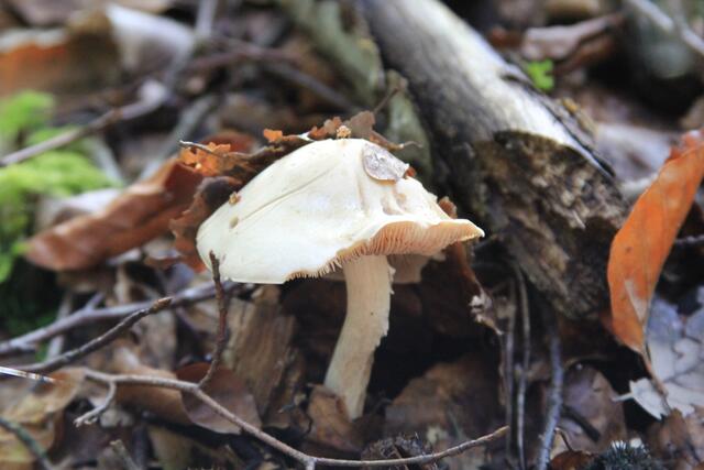 wow | Foto: Ralf Röser