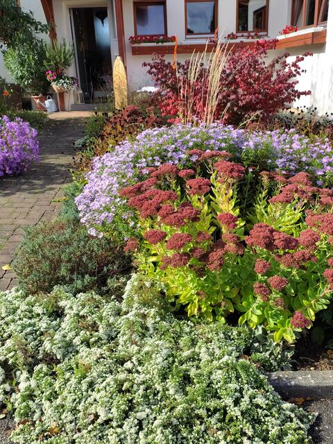Die weiße Sternchenaster im Vordergrund bildet richtige Teppiche.  | Foto: sigischlottke