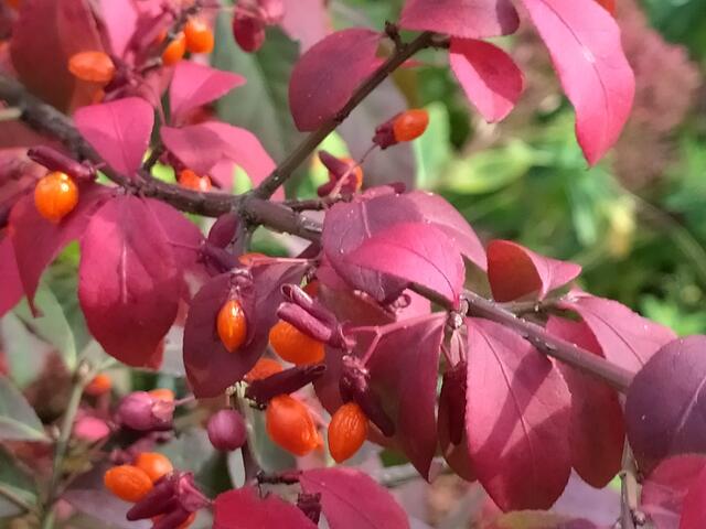 Lauter kleine orangefarbene Beeren zieren, zusätzlich zu den roten Blättern, den Strauch. Sie sehen aus wie kleine bunte Perlen.  | Foto: sigischlottke