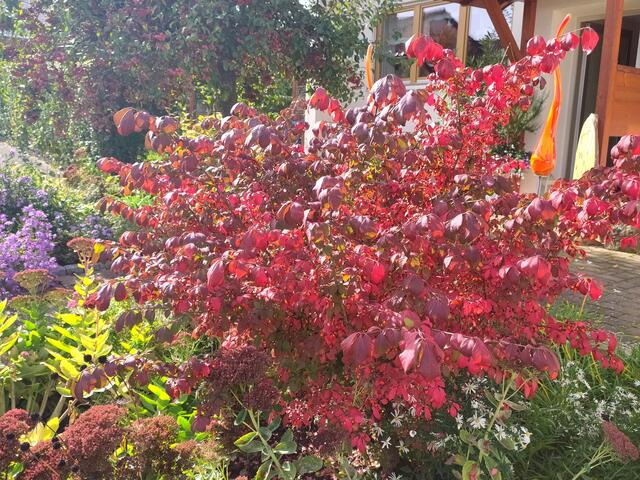 Der Flügel-Spindelstrauch färbt sich im Herbst knallerot.  | Foto: sigischlottke