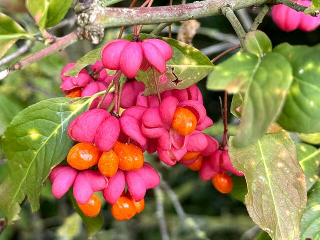 Foto: Heide Böllinger aus Bad Friedrichshall