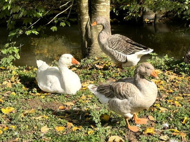 Foto: Heide Böllinger aus Bad Friedrichshall