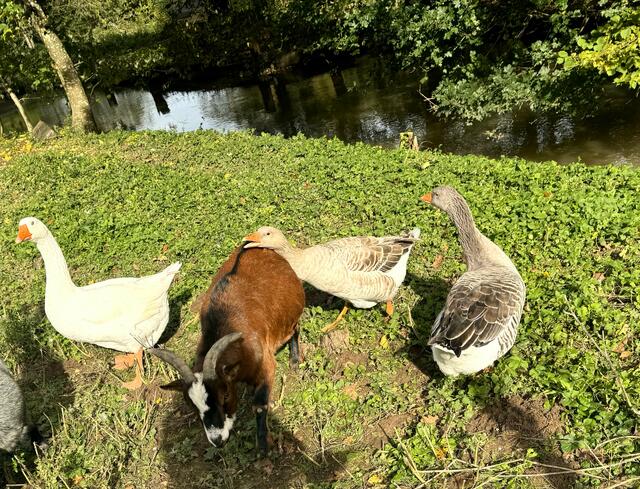 Foto: Heide Böllinger aus Bad Friedrichshall