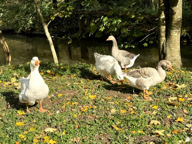 Foto: Heide Böllinger aus Bad Friedrichshall