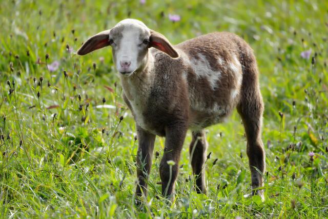 Foto: Moni Bordt
