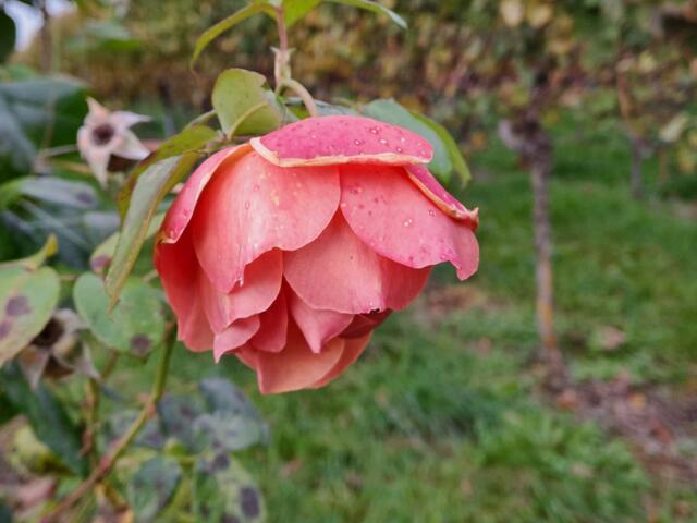 Foto: Eduard Warenik