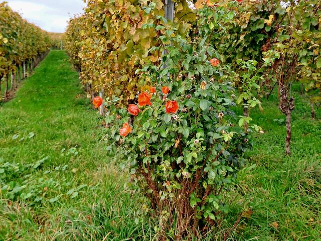 Foto: Eduard Warenik