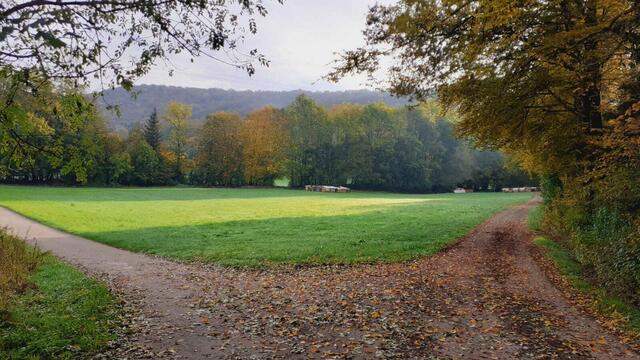 Der Herbst ist die schönste Jahreszeit🍂🍁🌰😍 | Foto: Ralf Röser