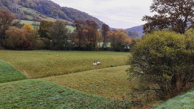 Der Herbst ist die schönste Jahreszeit🍂🍁🌰😍 | Foto: Ralf Röser