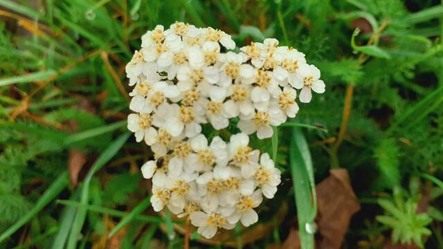 Der Herbst ist die schönste Jahreszeit🍂🍁🌰😍 | Foto: Ralf Röser