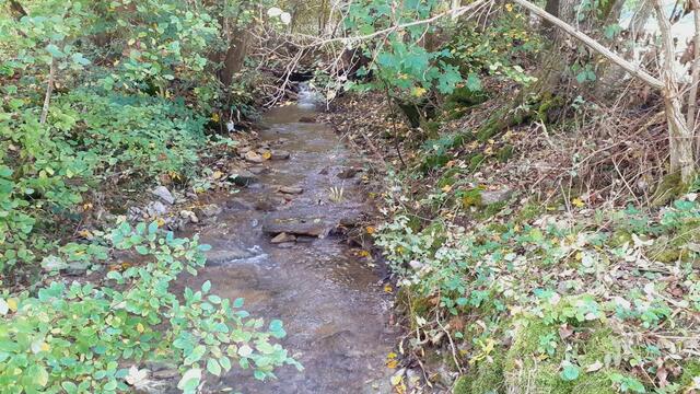 Der Herbst ist die schönste Jahreszeit🍂🍁🌰😍 | Foto: Ralf Röser