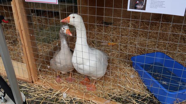 Foto: Eduard Warenik