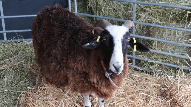 Foto: Eduard Warenik