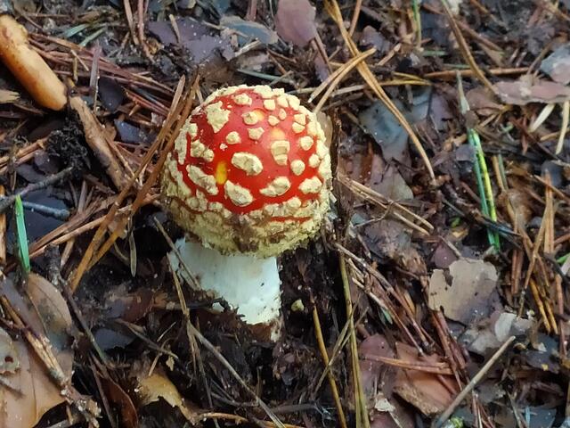 Und ein süßer kleiner Fliegenpilz darf natürlich auch nicht fehlen.  | Foto: sigischlottke