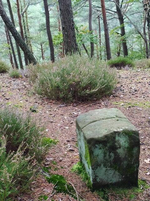 Ein alter Grenzstein zwischen Heidekraut.  | Foto: sigischlottke