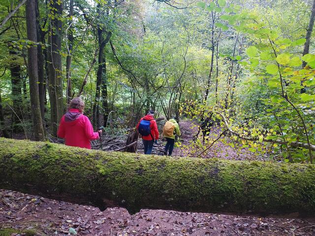 Auch über Baumstämme müssen die Wanderer steigen.  | Foto: sigischlottke