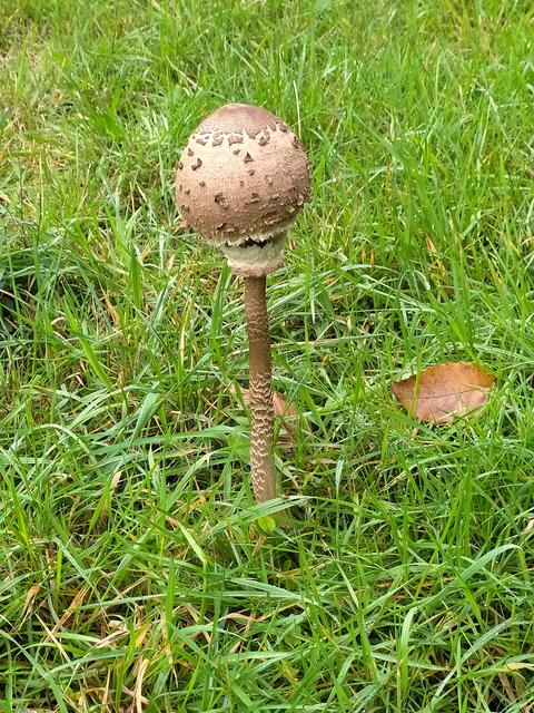 Ein total hoher Pilz, der in der Wiese über das Gras hinausragt.  | Foto: sigischlottke
