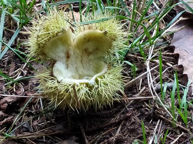 Eine der vielen hübschen Maronenschalen | Foto: sigischlottke