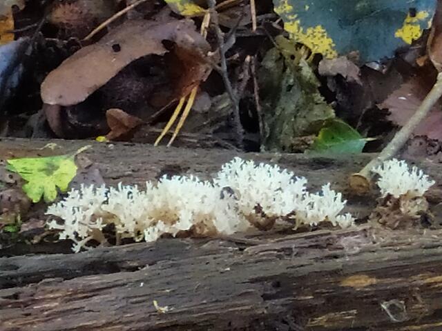 Pilze......  | Foto: sigischlottke